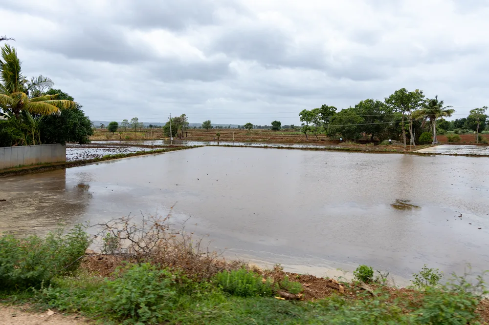 भारी बारिश से जलमग्न धान का खेत